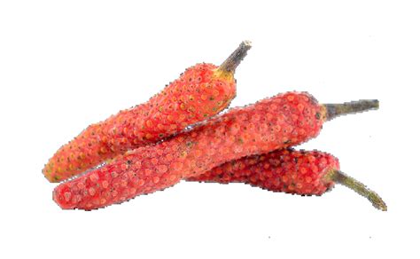 vietnam expo long red pepper