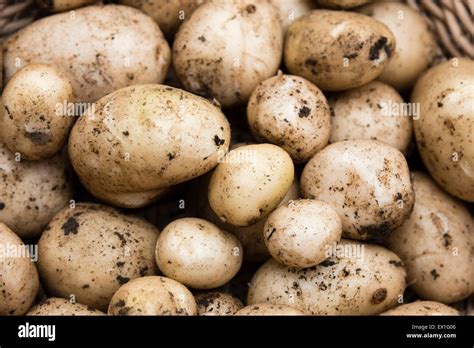 Unwashed Potatoes Hi Res Stock Photography And Images Alamy