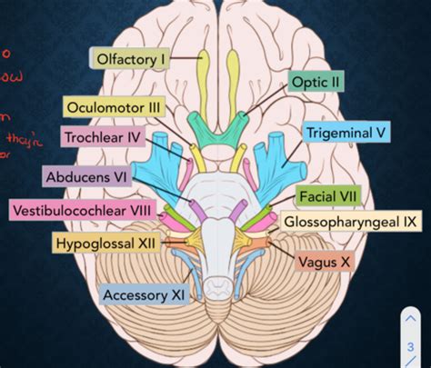 Neurological Exam Cranial Nerves Flashcards Quizlet