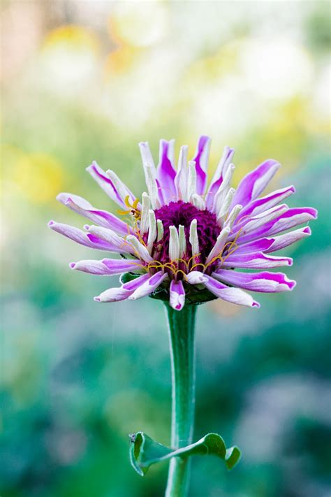 Zinnia Fleur Plantes Photo Gratuite Sur Pixabay Pixabay