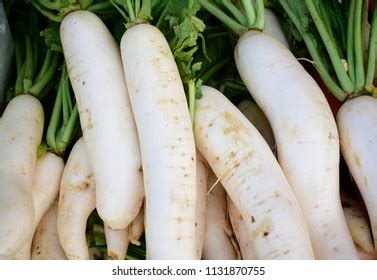 Chinese Radish Oriental Radish Daikon Raphanus Stock Photo 201828490