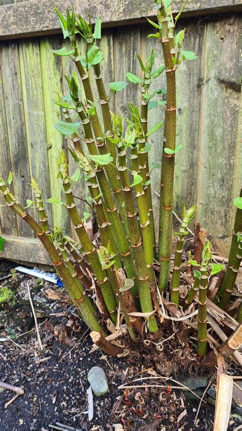 🏡 Why Japanese Knotweed Crowns Can Be Difficult To Eradicate