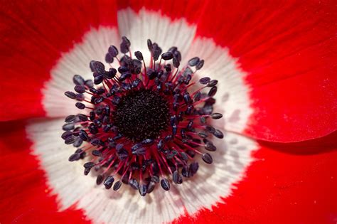 Poppy Anemone Flower Free Photo On Pixabay Pixabay