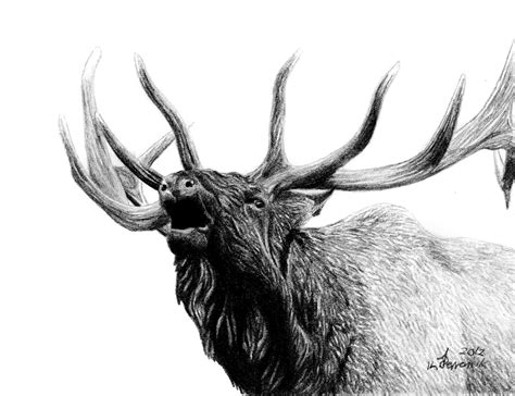 Easy Elk Skull Drawing Deer Drawings Sketch Pencil Sketches Wildlife