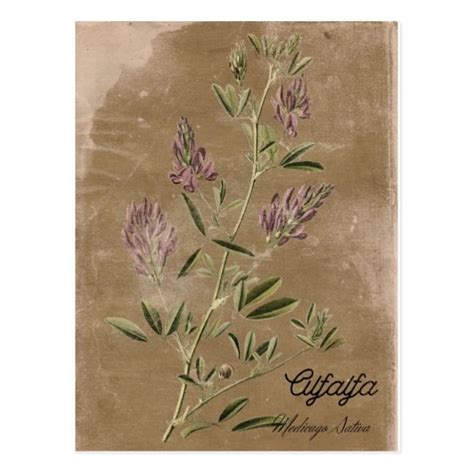 Vintage Style Alfalfa Plant Postcard Zazzle Vintage Postcards