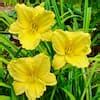 Spring Hill Nurseries Big Time Happy Reblooming Daylily Dormant Bare