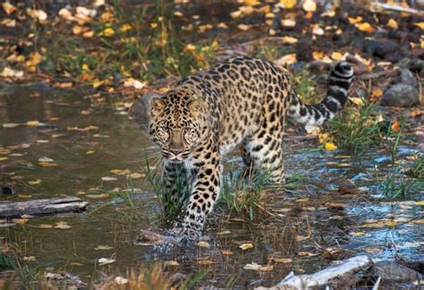 10 Fascinating Amur Leopard Facts Fact Animal