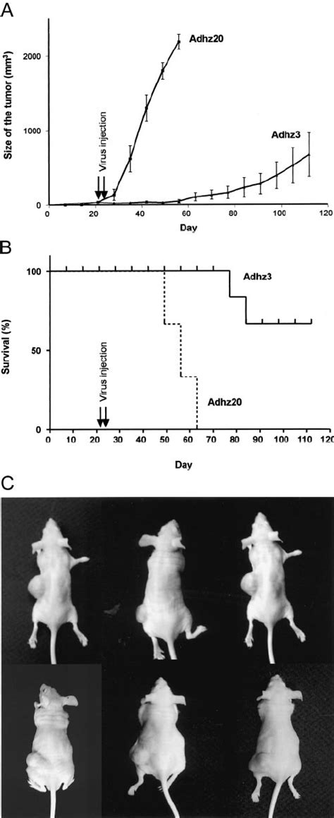 In A The Hep3B Cells Were Injected Under The Skin Of Nude Mice After