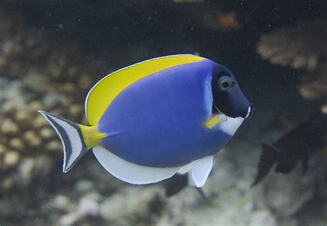 Acanthurus leucosternon - Facts, Diet, Habitat & Pictures on Animalia.bio