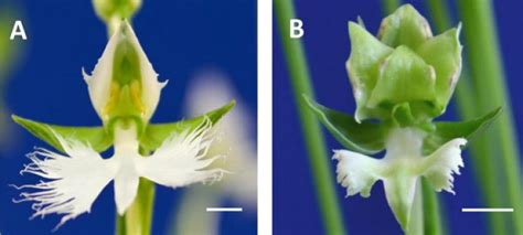 Molecular Mechanism of Orchids Revealed by Japanese Scientists