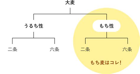 大麦とは｜大麦とその効用｜おいしい大麦研究所