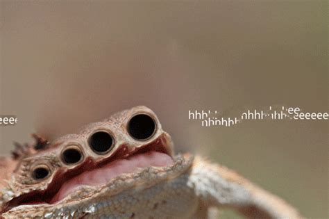 [Image - 804881] | Laughing Lizard / hhhehehe | Know Your Meme