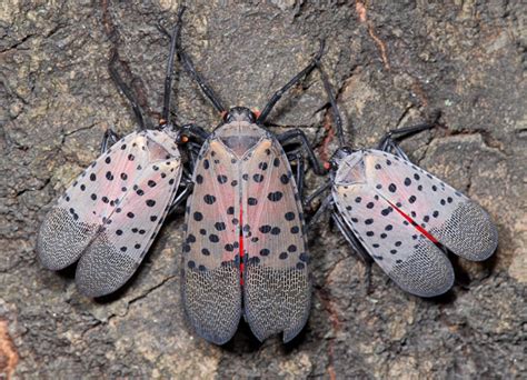 Spotted Lantern Fly FAQ And Guide R Newjersey