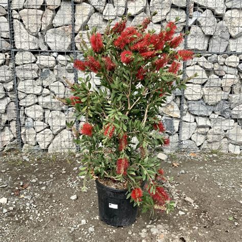 Callistemon Citrinus Bottle Brush Splendens Bush Tree Sutton