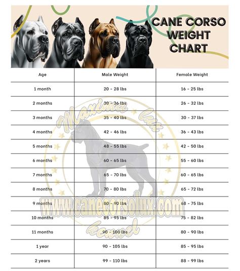 Cane Corso puppy Weight Calculator: For corso Ideal Weight