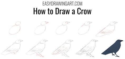 How To Draw A Crow Bird Drawings Crow Easy Drawings