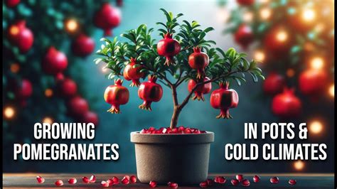 Growing Pomegranates In Containers And In Cold Climates Yes Its