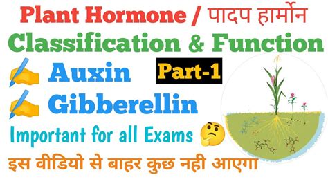 Classification Of Plant Hormones Phytohormones Plant Growth