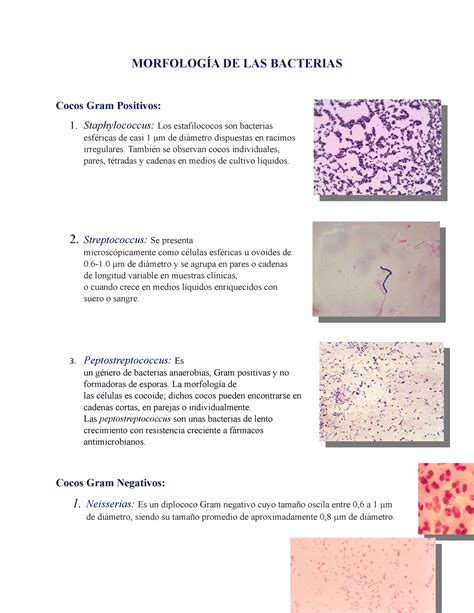 Morfología DE LAS Bacterias MORFOLOGÍA DE LAS BACTERIAS Cocos Gram