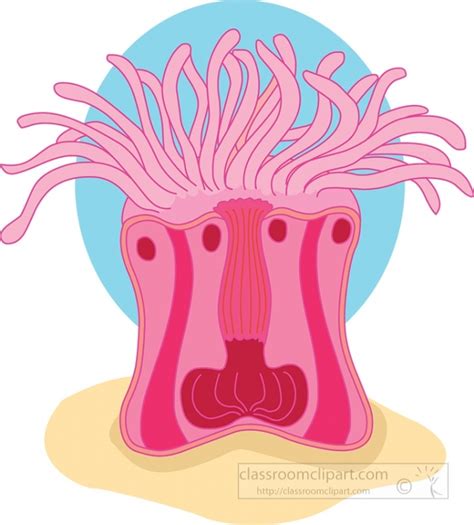 Sea Anemone Stock Illustrations 3 341 Sea Anemone Stock Clip Art