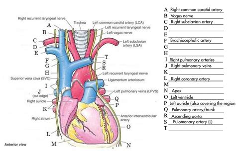 Solved Right Recurrent Laryngeal Nerve Trachea B с D E F G H