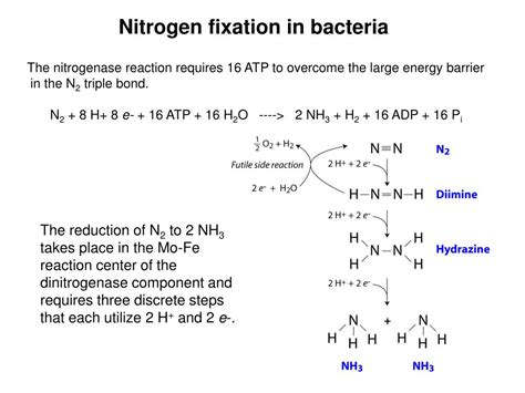 Ppt Amino Acid Metabolism Nitrogen Fixation And Assimilation