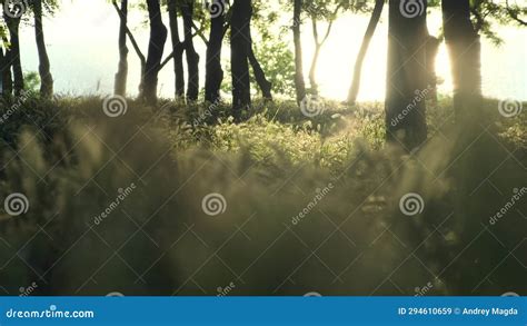 Sun Breaks Through The Trees Green Meadow With Grass And Ears Of Corn