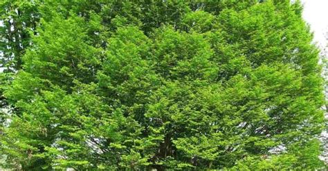 Buy European Hornbeam Carpinus Betulus 40 Seeds Online Seeds