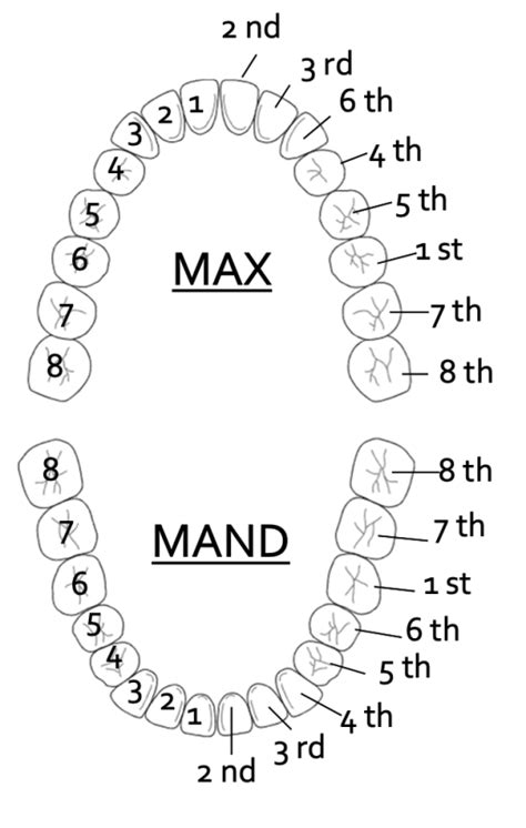 Eruption Sequence Of The Permanent Dentition Teeth And Chiefs