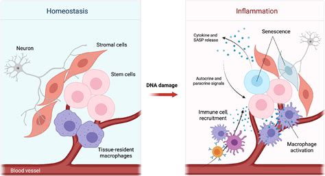 Frontiers DNA Damage Induced Inflammatory Microenvironment And Adult