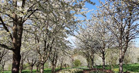 Pomysł na weekend Arboretum Wojsławice to jeden z najpiękniejszych og