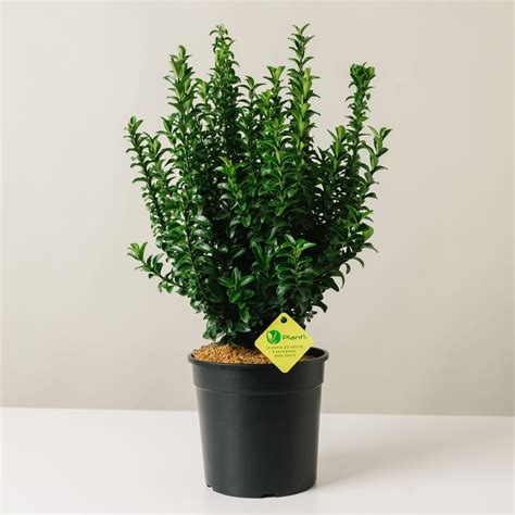 Euonymus Microphyllus Benkomasaki Plantì Shop