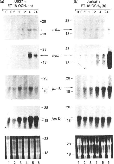 Expression Of C Fos C Jun Jun B And Jun D Proto Oncogenes In