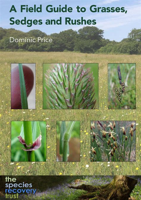 Grasses Sedges And Rushes An Interview With Dominic Price