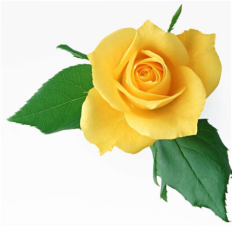 Yellow Friendship Rose Bud Cross Stitch Pattern - Etsy