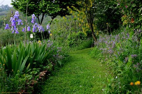 Le Piante Selvatiche Commestibili Orto Botanico Del Sannio