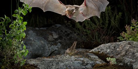 Merlin Tuttles Bat Conservation