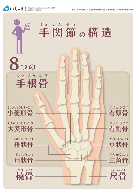 手関節の構造 Infographics 筋肉解剖学 筋肉 構造 体 ツボ