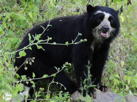 Endangered Animals in the Rainforest | Top 6 Endangered Animals