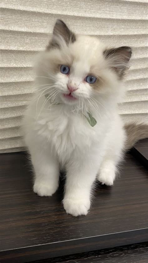 Kocurek Ragdoll Gotowy Do Odbioru Ornontowice Olx Pl