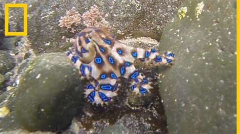 Pulpo De Anillos Azules Tu Gu A Completa Para El Cuidado Y Felicidad