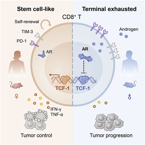 Androgen Receptor Mediated CD8 T Cell Stemness Programs Drive Sex