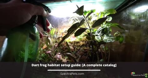 Dart Frog Habitat Setup Guide: [A Complete Catalog]