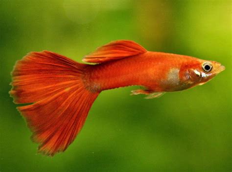 Are Guppies Tropical Fish