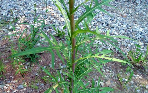 Wild Lettuce Maine Native Plants