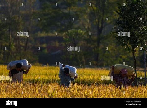 Nepalese Farmers Carry Sacks Of Paddy After Harvest At Bhaktapur Nepal