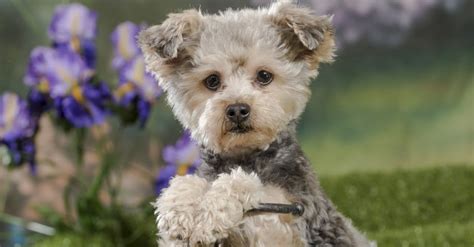 Yorkie Poo Dog Breed Complete Guide | AZ Animals