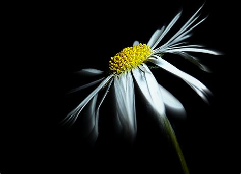 Black Background Flower Images Pixlith