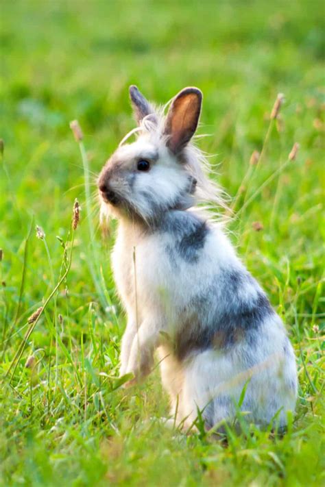 The Dwarf Lionhead Rabbit - Every Bunny Welcome