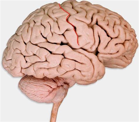 Lobes And Fissures Of The Brain Diagram Quizlet